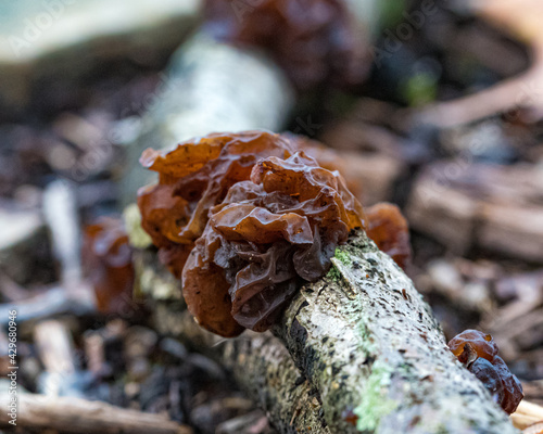 Jelly Fungus photo
