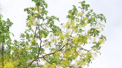 Cassia fistula, known as the golden rain tree, canafistula, and in Bangladesh it’s known as Sonalu ful, is in full bloom at some park in Dhaka, Bangladesh. Yellow flower background. 4k Video.  photo