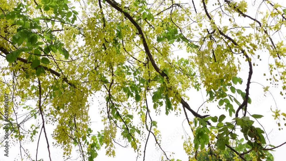 Yellow cassia fistula flowers known as the golden rain tree is full of blooming on a green tree. Yellow flower green background. 4k Video. Yellow cassia fistula flowers known as the golden rain tree is full of blooming on a green tree. Yellow flower green background. 4k Video.