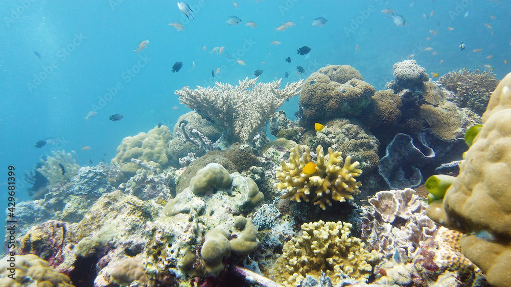 Fototapeta premium Underwater Colorful Tropical Fishes. wonderful and beautiful underwater colorful fishes and corals in the tropical reef. Leyte, Philippines.