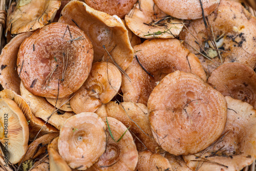 Basket with mushrooms (Lactarius deliciosus).Saffron milk caps or lactarius deliciosus showing its texture photo