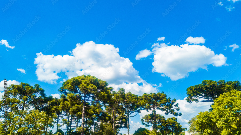 Obraz premium Blue sky between white clouds and below a set of trees (Araucaria angustifolia) tree symbol of the state of Paraná, southern Brazil