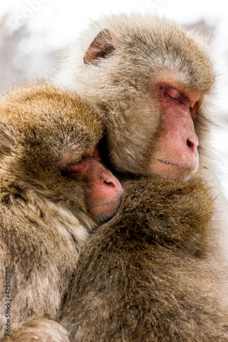 Photography Japanese Monkey Portrait in the snow