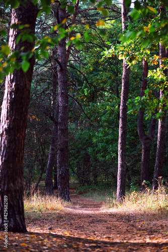 Obraz na płótnie Walking path in the autumn forest on sunny day. w salonie