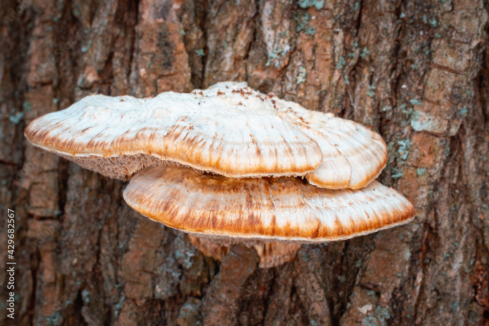 A mushroom has grown on a tree trunk. A mushroom has grown on a tree trunk.