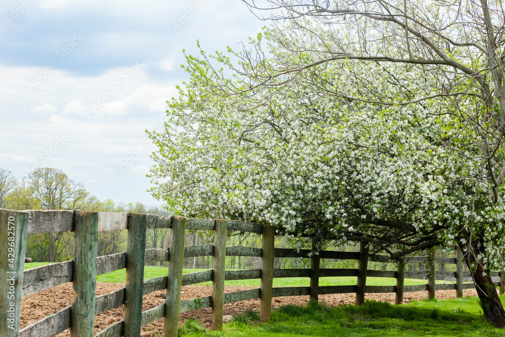 An apple tree in full bloom next to a wooden board fence.