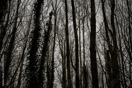 trees in the forest