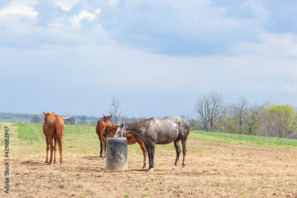Broodmares and foals around a waterer on a cloudy day.