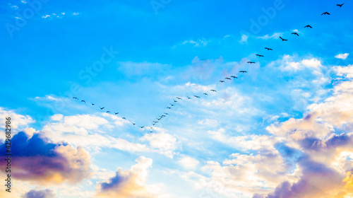 Canvas Print blue sky and birds