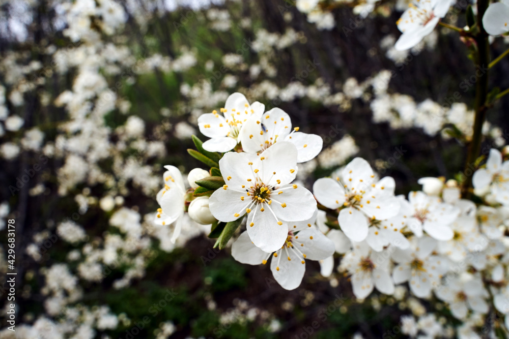 Blooming, white flowers of a fruit bush in spring