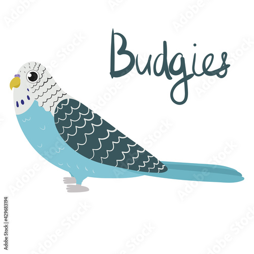 Parrot budgerigar in cartoon style on white background. Vector hand drawn illustration. Budgie parakeet.