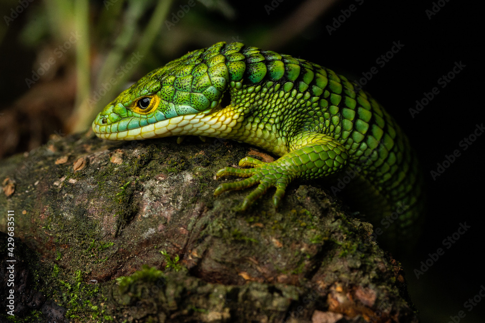 Fototapeta premium Terrestrial Arboreal Alligator Lizard Abronia graminea