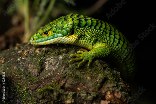 Terrestrial Arboreal Alligator Lizard Abronia graminea © Rodolfo