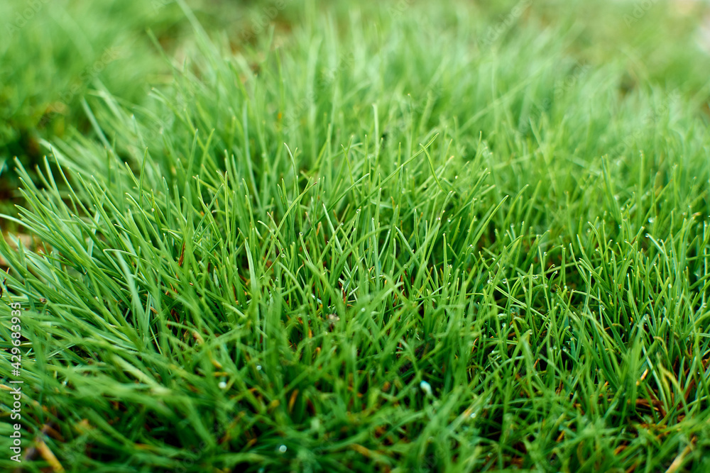 Close up of fresh thick grass with water drops in the early morning Close up of fresh thick grass with water drops in the early morning