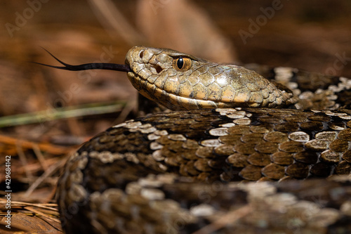 Mexican pigmy rattlesnake Crotalus ravus