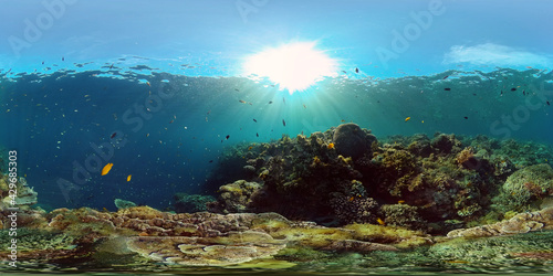 Tropical fishes and coral reef at diving. Underwater world with corals and tropical fishes. Virtual Reality 360.