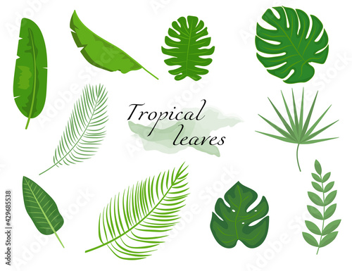 Tropical leaves Set. 