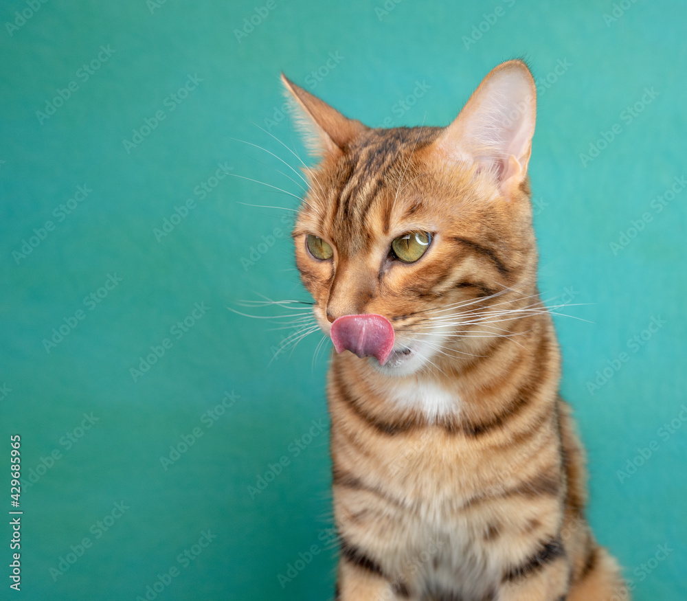 Hungry Bengal Cat licks in anticipation of feed