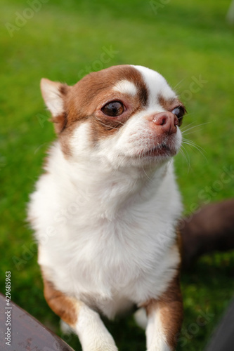 Chihuahua with front paws on the bench. Pretty brown chihuahua dog standing and facing the camera. The dog walks in the park. Chihuahua brown and white.