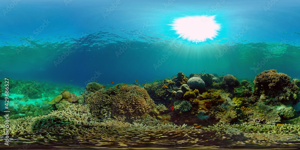 Blue Sea Water and Tropical Fish. Tropical underwater sea fish. Philippines. Virtual Reality 360.