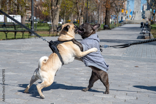 Photography Cute dogs pets, playing in Queen's Park, Toronto, Canada