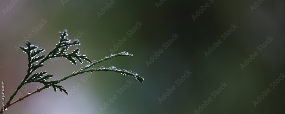 dew drops on the branches, macro dew drops on the branches, macro