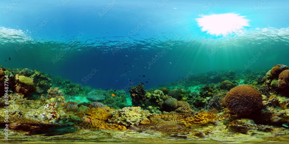 Fototapeta premium Coral Reef and Fishes Underwater. Underwater fish reef marine. Tropical colorful underwater seascape with coral reef. Philippines. 360 panorama VR