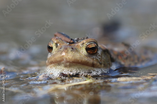 frog in water, macro