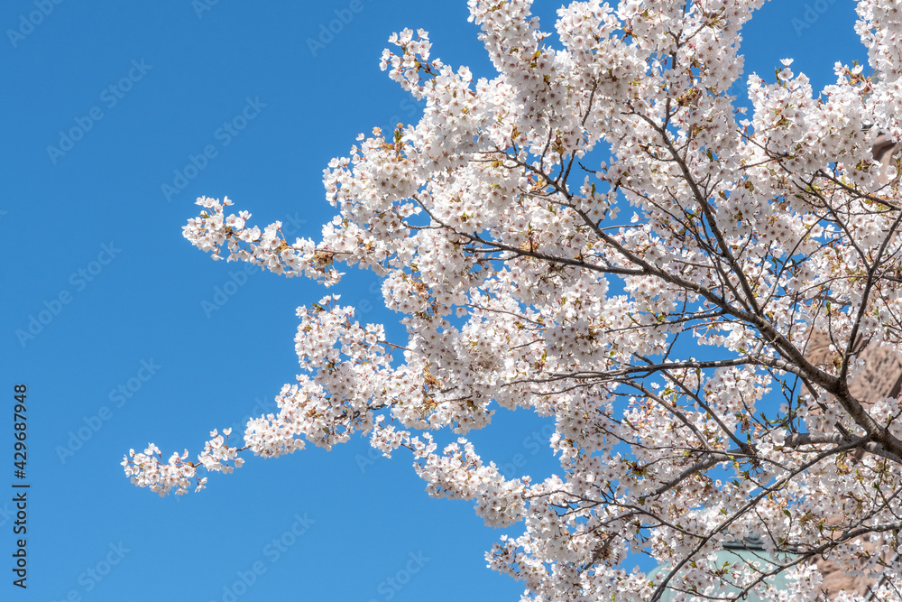 Cherry tree blossom in Toronto, Canada. The event marks the arrival of springtime and it is a local tradition to go see the trees with its flowers