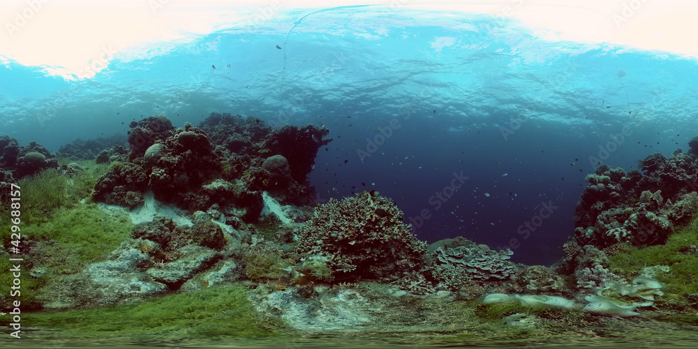 Fototapeta premium Colourful tropical coral reef. Scene reef. Marine life sea world. Philippines. Virtual Reality 360.