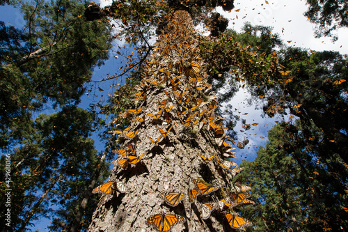 Canvastavla Monarch butterfly flying in Mexico
