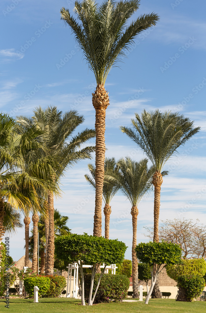 Park recreation areas of Egypt. Garden and landscape design.