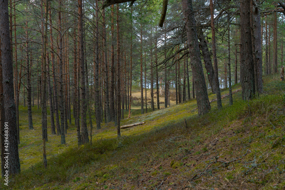 Fototapeta premium Forest in the sea dunes