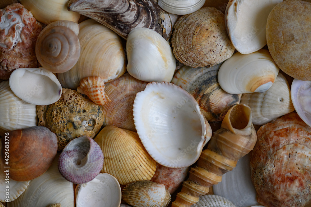 Seashells of various shapes and types. Background