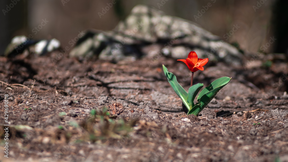 Samotny wiosenny kwiat czerwony tulipan kaufmanniana showwinner - obrazy, fototapety, plakaty 