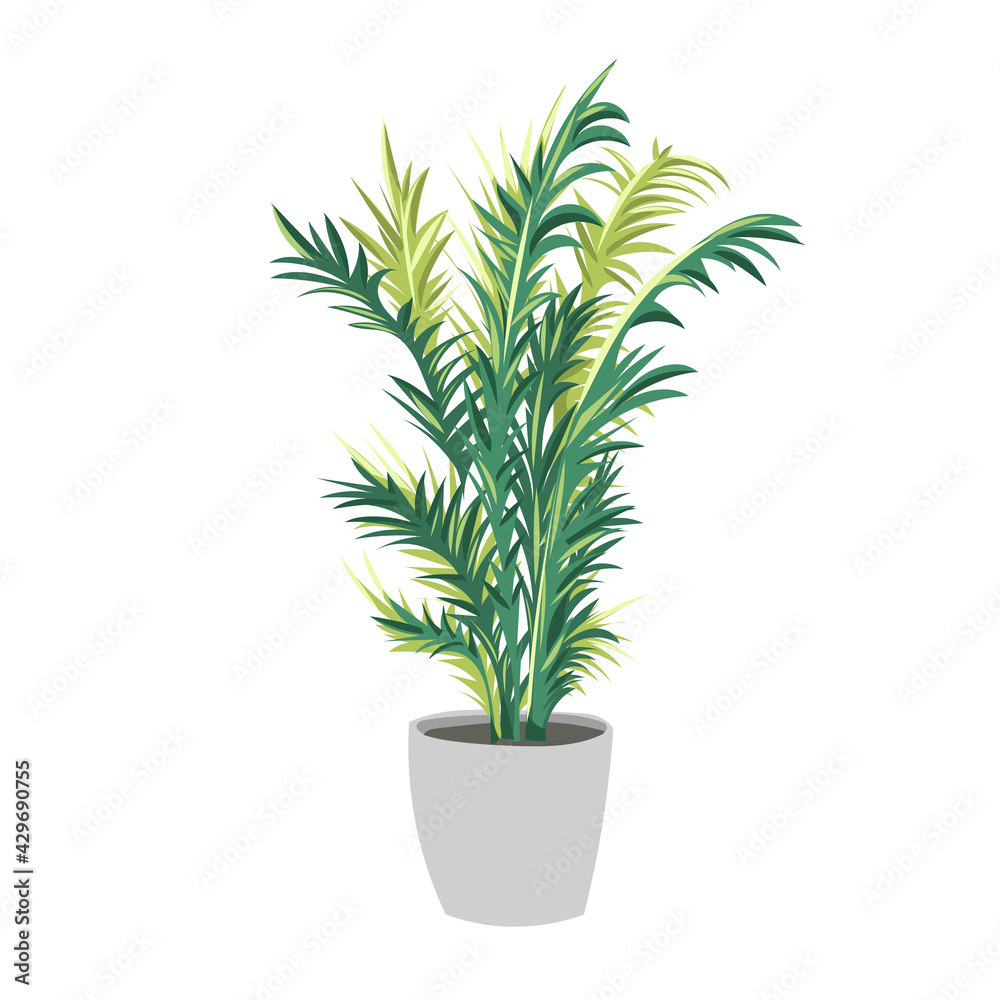 Fototapeta premium Palm. Trendy potted plants for home. Different indoor houseplants isolated on white background. 