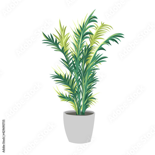 Palm. Trendy potted plants for home. Different indoor houseplants isolated on white background. 