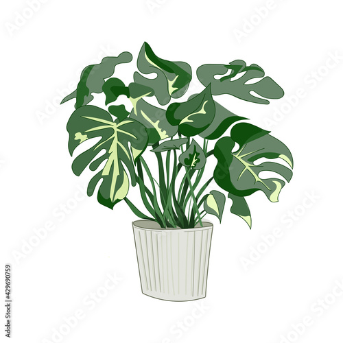 Monstera. Trendy potted plants for home. Different indoor houseplants isolated on white background. 