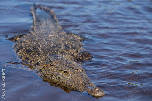swimming crocodile in the river