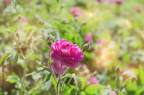 Wallpaper Mural Unfocused natural background, with a rose in a sunny garden. Selective focus Torontodigital.ca