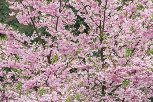 Blossoming cherry branches with white flowers in the garden.