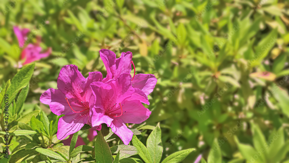 Fototapeta premium サツキの花