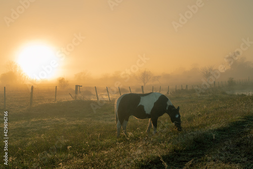 Caballo pastando al amanecer con neblina que se interpone al sol.  © anibal