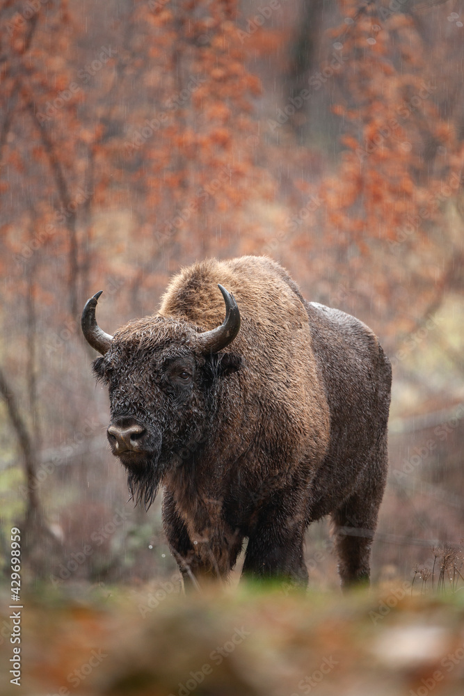 European bisons hiding in the forest. Bisons in the Rhodope Mountains, Bulgaria during strong rain. European wildlife. 