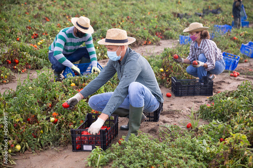 Farmers in protective masks together harvest tomatoes on farm field