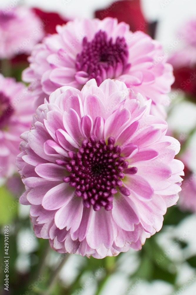 Fototapeta premium Purple mum flower