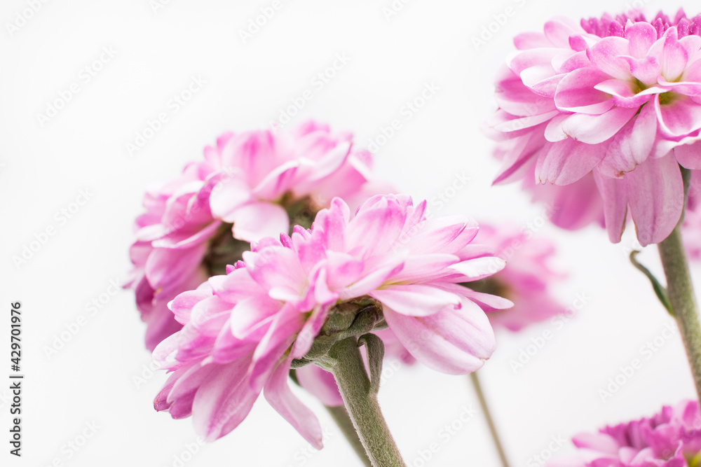 Purple mum flower with white background Purple mum flower with white background