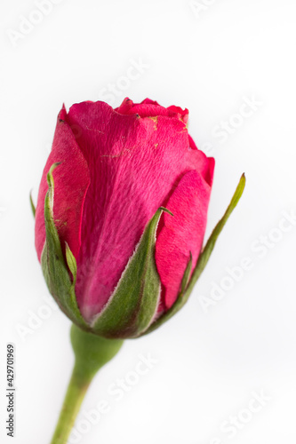 Red rose with white backgraound