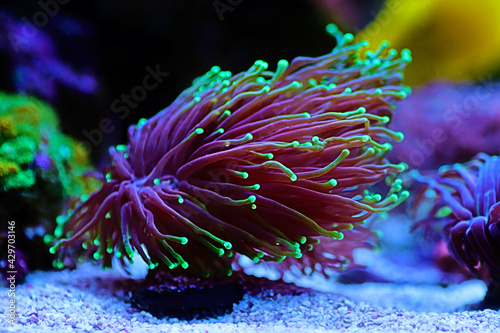 Fototapeta Naklejka Na Ścianę i Meble -  Colorful Euphyllia glabrescens AKA Euphyllia Torch in closeup scene in reef tank