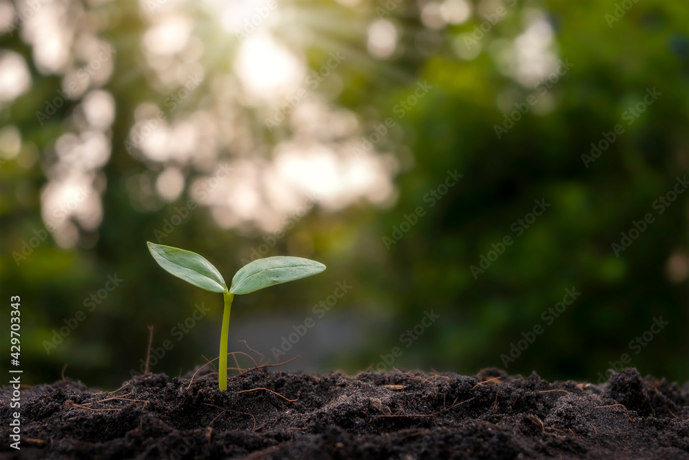 Small trees that grow on fertile soil in nature and in the morning light, the concept of plant growth that still stands and Earth Day. Small trees that grow on fertile soil in nature and in the morning light, the concept of plant growth that still stands and Earth Day.